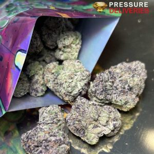 Gucci Flip Flops  (Sativa)